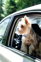 st. bernard dog travelling in car, enjoying road trip photo