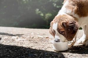 thirsty st. bernard dog drinking from white bowl outdoors in hot summer day photo
