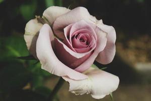 las rosas moradas están en flor. Las rosas moradas representan encanto, esplendor, magia y misterio, lo que hace que el significado del color de esta rosa sea muy inspirador. foto