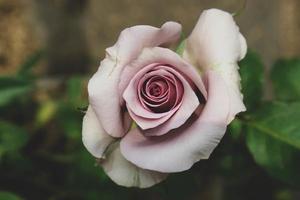 las rosas moradas están en flor. Las rosas moradas representan encanto, esplendor, magia y misterio, lo que hace que el significado del color de esta rosa sea muy inspirador. foto