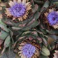 Artichoke plant in bloom. Three flowers photo