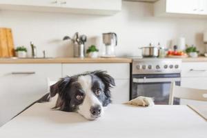 Hungry border collie dog sitting on table in modern kitchen looking with puppy eyes funny face waiting meal. Funny dog looking sad gazing and waiting breakfast at home indoors, pet care animal life photo