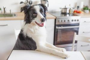 Hungry border collie dog sitting on table in modern kitchen looking with puppy eyes funny face waiting meal. Funny dog smiling gazing and waiting breakfast at home indoors, pet care animal life photo