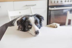 Hungry border collie dog sitting on table in modern kitchen looking with puppy eyes funny face waiting meal. Funny dog looking sad gazing and waiting breakfast at home indoors, pet care animal life photo