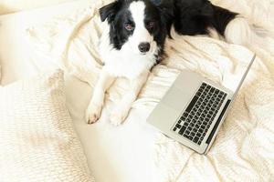 Mobile Office at home. Funny portrait cute puppy dog border collie on bed working surfing browsing internet using laptop pc computer at home indoor. Pet life freelance business quarantine concept. photo