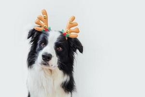 Funny portrait of cute puppy dog border collie wearing Christmas costume deer horns hat isolated on white background. Preparation for holiday. Happy Merry Christmas concept. photo