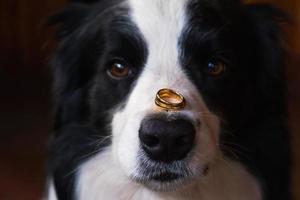 Will you marry me. Funny portrait of cute puppy dog border collie holding two golden wedding rings on nose, close up. Engagement, marriage, proposal concept. photo