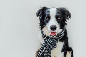 Funny cute puppy dog border collie wearing warm clothes scarf around neck isolated on white background. Winter or autumn dog portrait. Hello autumn fall. Hygge mood cold weather concept. photo