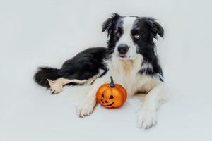 Trick or Treat concept. Funny puppy dog border collie with orange pumpkin jack o lantern lying down isolated on white background. Preparation for Halloween party.