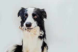 concepto de truco o trato. Gracioso cachorro border collie sosteniendo el esqueleto en la boca aislado sobre fondo blanco. preparación para la fiesta de halloween. foto