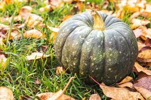 Autumnal Background. Autumn fall pumpkin on dried fall leaves garden background outdoor. October september wallpaper Change of seasons ripe organic food concept Halloween party Thanksgiving day. photo