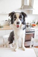 Hungry border collie dog sitting on table in modern kitchen looking with puppy eyes funny face waiting meal. Funny dog smiling gazing and waiting breakfast at home indoors, pet care animal life photo