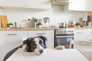 Hungry border collie dog sitting on table in modern kitchen looking with puppy eyes funny face waiting meal. Funny dog looking sad gazing and waiting breakfast at home indoors, pet care animal life photo