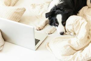 oficina móvil en casa. retrato divertido lindo cachorro border collie en la cama trabajando navegando navegando por internet usando una computadora portátil en casa interior. concepto de cuarentena empresarial independiente de vida de mascotas. foto