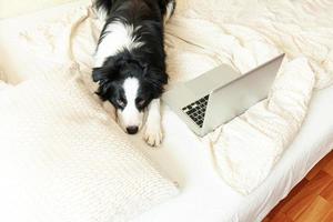 oficina móvil en casa. retrato divertido lindo cachorro border collie en la cama trabajando navegando navegando por internet usando una computadora portátil en casa interior. concepto de cuarentena empresarial independiente de vida de mascotas. foto