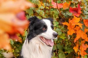 Funny smiling puppy dog border collie sitting on fall colorful foliage background in park outdoor. Dog on walking in autumn day. Hello Autumn cold weather concept. photo