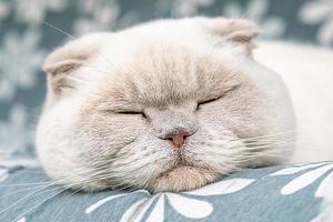 Funny short haired domestic white British cat sleeping indoor at home. Kitten resting and relax on blue sofa. Pet care and animals concept. photo