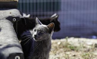 Street abandoned cats photo