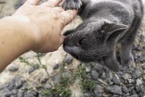 Cat biting a hand photo