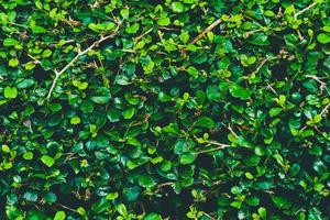 naturaleza de hoja verde en un hermoso jardín. hojas verdes naturales plantas fondo portada medio ambiente ecología o vegetación concepto de papel tapiz foto