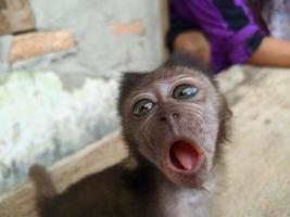 baby monkey separated from its mother and adopted by humans, conservation photo