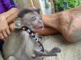 baby monkey separated from its mother and adopted by humans, conservation photo