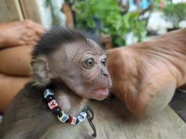 baby monkey separated from its mother and adopted by humans, conservation photo