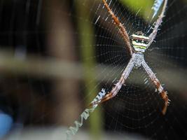 Beautiful spider hanging on the web waiting for food, macro nature photo