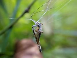 saltamontes atrapado en telaraña en arbusto, fotografía macro foto