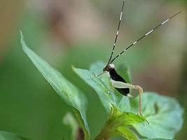 Grasshopper on leaf, macro photography, extreme close up photo