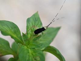 Grasshopper on leaf, macro photography, extreme close up photo