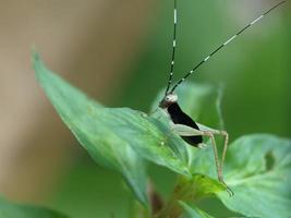 saltamontes en la hoja, fotografía macro, un primerísimo plano foto