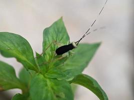 saltamontes en la hoja, fotografía macro, un primerísimo plano foto