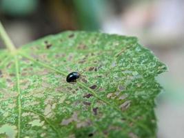 aphthona es un género de escarabajos, en la familia de escarabajos de hoja chrysomelidae, nativo de Europa y Asia foto