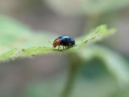 aphthona es un género de escarabajos, en la familia de escarabajos de hoja chrysomelidae, nativo de Europa y Asia foto