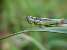 Grasshopper on leaf, macro photography, extreme close up photo