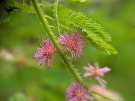 Mimosa pudica flower with pink color in the morning, macro photography, selected focus photo