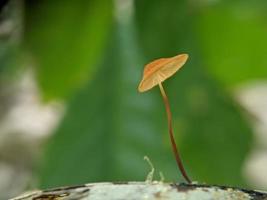 Marasmius siccus, or orange pinwheel, is a small citrus mushroom of the genus Marasmius, with a beach umbrella shaped cap, growing in tropical rainforest in Indonesia, selected focus photo