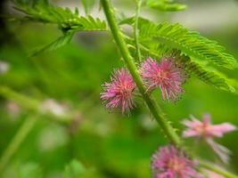 flor de mimosa pudica con color rosa por la mañana, fotografía macro, enfoque seleccionado foto