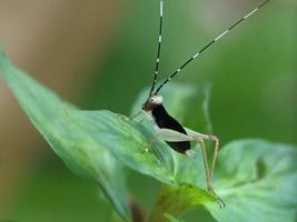 Grasshopper on leaf, macro photography, extreme close up photo