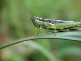 Grasshopper on leaf, macro photography, extreme close up photo