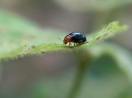 Aphthona is a genus of beetles, in the leaf beetle family Chrysomelidae, native to Europe and Asia photo