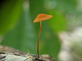 Marasmius siccus, or orange pinwheel, is a small citrus mushroom of the genus Marasmius, with a beach umbrella shaped cap, growing in tropical rainforest in Indonesia, selected focus photo