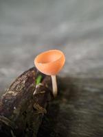 Champagne fungi or cup mushroom growing on mossy land in rainforest in Indonesia, macro nature, selected focus photo