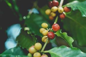 Grano de café rojo maduro Planta de bayas Semilla fresca Crecimiento de árboles de café Granja orgánica ecológica verde. rojo maduro semilla robusta arábica bayas cosecha café jardín. concepto de árbol de café en grano. foto