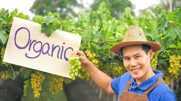 granjero feliz sosteniendo un racimo de uvas en un viñedo orgánico. foto