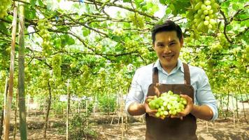 granjero feliz sosteniendo un racimo de uvas en el viñedo. foto