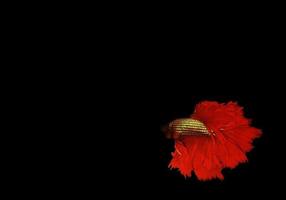 Colorful betta or fighter fish on dark background photo