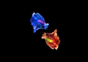 Colorful betta or fighter fish on dark background photo