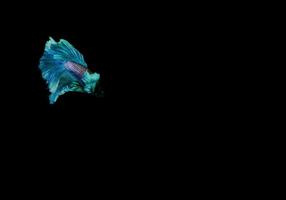 Colorful betta or fighter fish on dark background photo